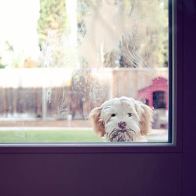 keep-dog-outside