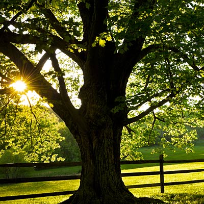 maple tree health maple worst plants for your allergies health maple tree health maple worst plants for your allergies health