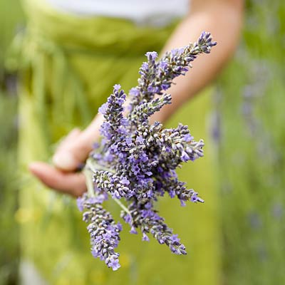 herb-garden-lavender