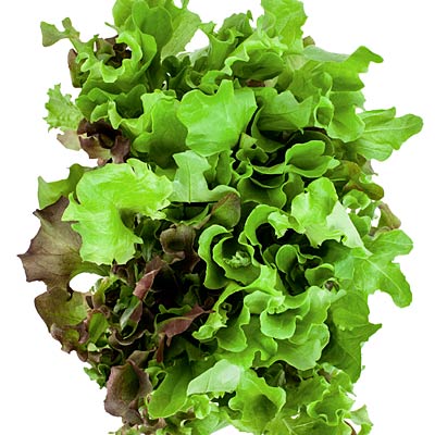 lettuce