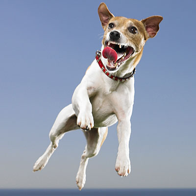 dogs-jack-russell-400x400.jpg