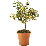 Calamondon orange topiary, Viva Terra.