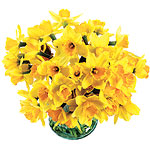Bouquet of 50 daffodils, Flower Bud.