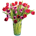 Valentine's Day arrangement with 30 red, pink and purple organic, Organic Bouquet.