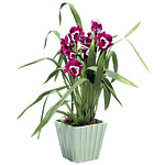 The Miltonia Pansy Orchid, Red Envelope.