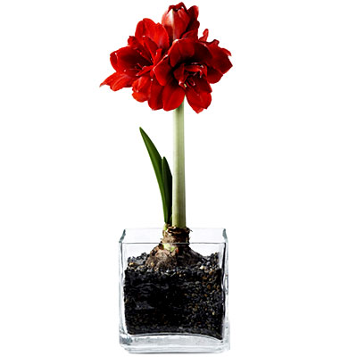 Smith and Hawken, Amaryllis, hostess gifts, Style 101