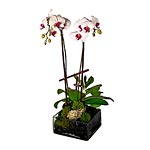 Double white phalaenopsis orchid with pink center, Lolivier.