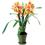 12 orchids, Smith & Hawken.