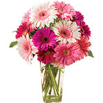 Pink Ribbon gerbera daisy bouquet, Proflowers.