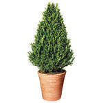Rosemary topiary, Smith & Hawken.