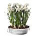 HOLIDAY GIFT GUIDE, CO-WORKERS, Paperwhites in galvanized tray