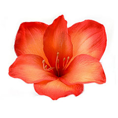 Flower clip, My Diva's Closet