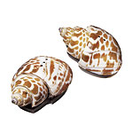 Individual shell salt and pepper shakers, Wisteria.