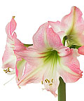 Flower Glossary