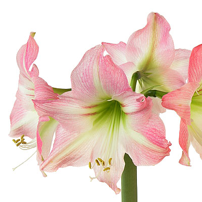 Flower Glossary