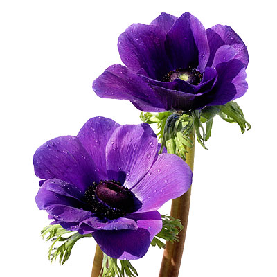 http://img2.timeinc.net/instyle/images/2008/weddings/anemone_400x400.jpg