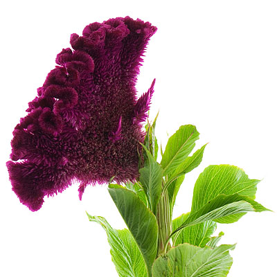 Flower Glossary