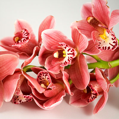 Flower Glossary