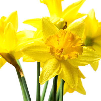 http://img2.timeinc.net/instyle/images/2008/weddings/daffodil_400x400.jpg