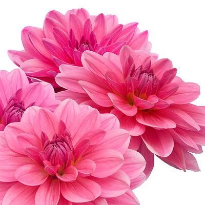 Flower Glossary
