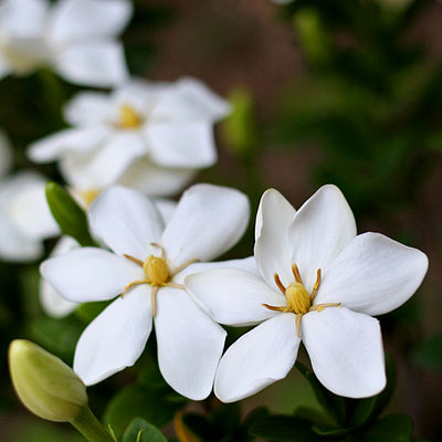 Flower Glossary