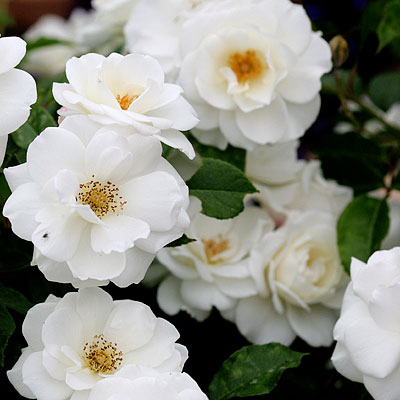Flower Glossary