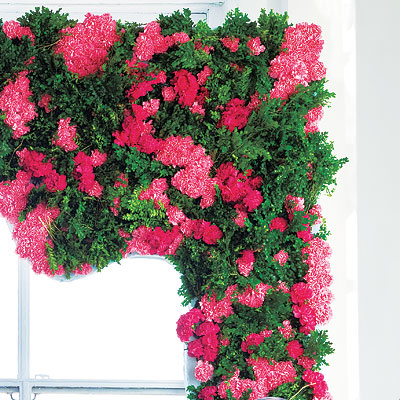 Carnations