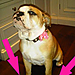 Victoria Paints Her Pooch's Nails, Kanye Pens Taylor a Song, and More!
