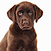 Balenciaga's Dog Accessories