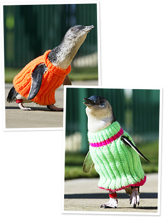 Penguins With Sweaters