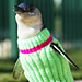 Alert, Alert: Adorable Penguins Need Sweaters! 
