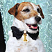 The Artist Dog, Uggie, Wore a 18-Karat Gold Chopard Collar