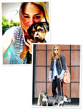 Miley Cyrus Dog