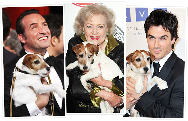 Uggie