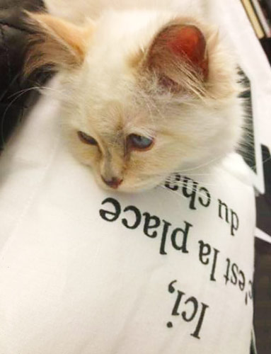 Choupette, Diane Kruger