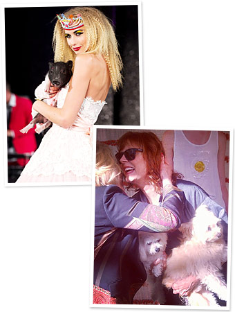 fashion week animals
