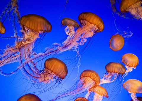 Sea Nettle