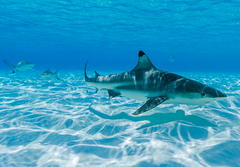 Shark