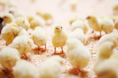 Chick
