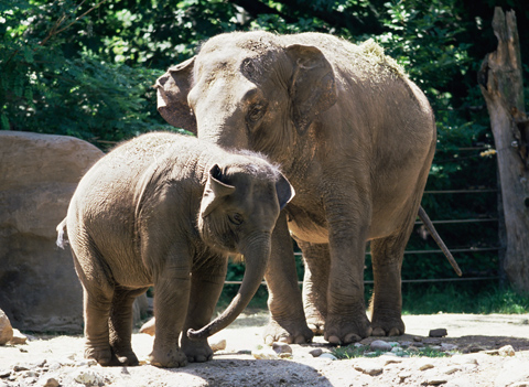 Elephant