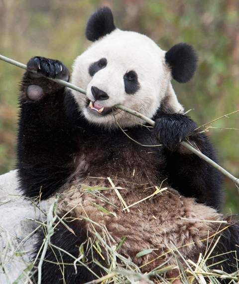 Panda