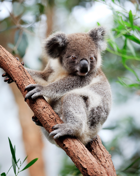 Koala