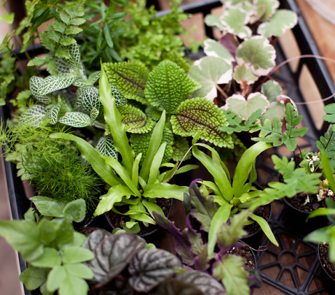 How to Make Your Own Terrarium