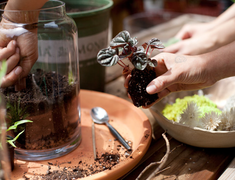 How to Make Your Own Terrarium