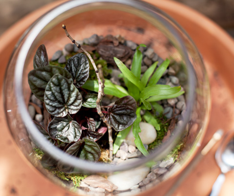 How to Make Your Own Terrarium