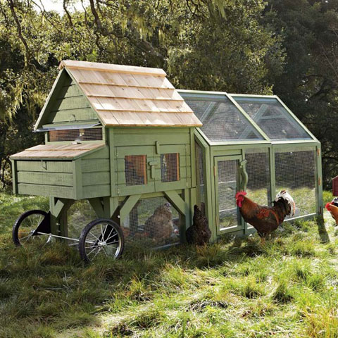 Chicken Coop