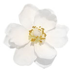 Silk magnolia pin, Michelle Roy.