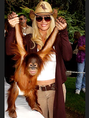 ANIMAL INSTINCT photo | Nicollette Sheridan