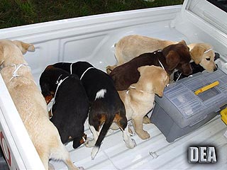 Dealers Hid Drugs in Puppies: Feds