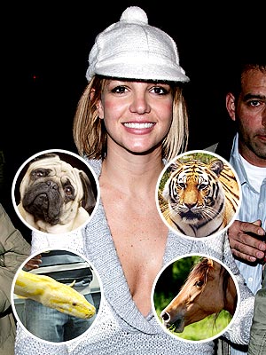 Britney feels a special connection to which animal?